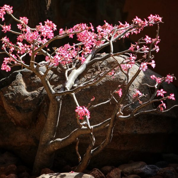 Bringing Nature Indoors: Natural Rhododendron Table Lamp