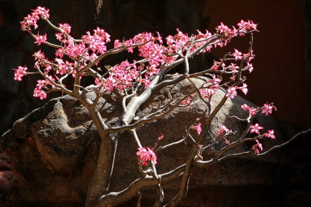 Bringing Nature Indoors: Natural Rhododendron Table Lamp