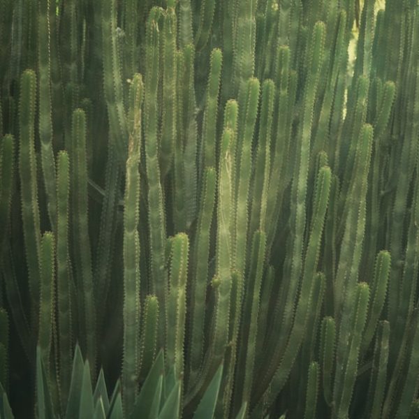 Boho Chic: Handwoven Seagrass Pendant Light for Dining