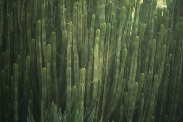 Boho Chic: Handwoven Seagrass Pendant Light for Dining